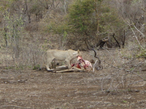 Feast of the Kudu