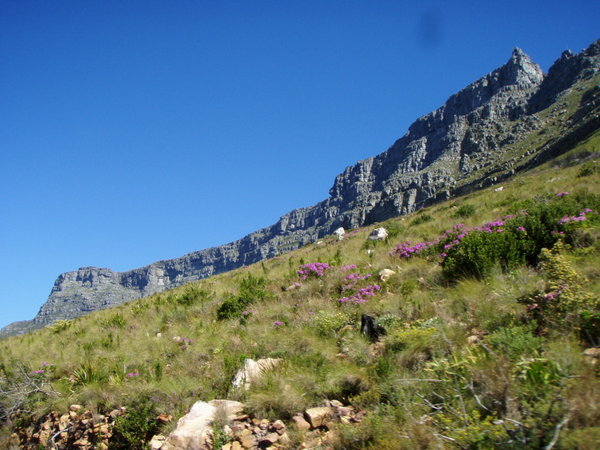 Table Mountain from Back Below
