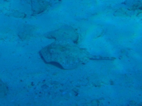 A Leopard Ray