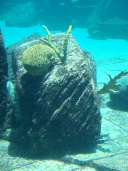 In the Aquarium