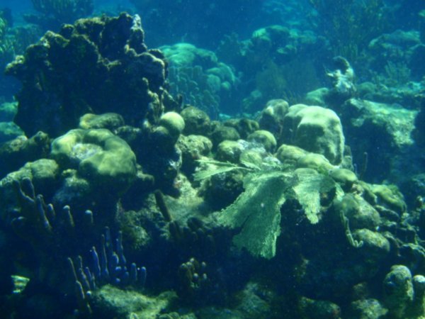 Along the Reef