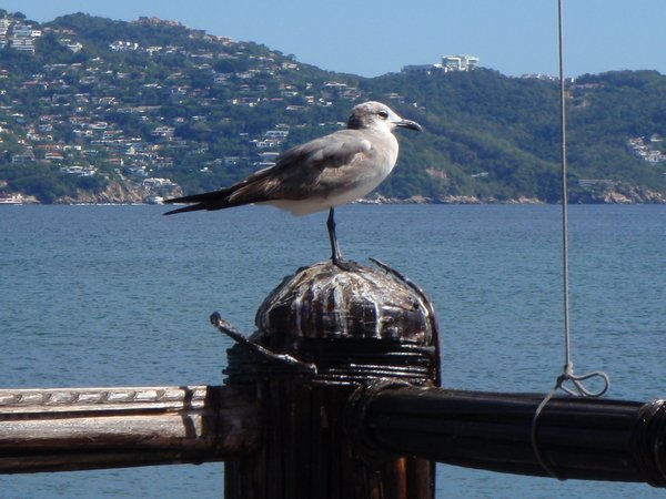 Seagull Resting