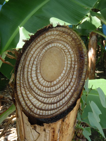 The Inside of the Banana Tree Trunk