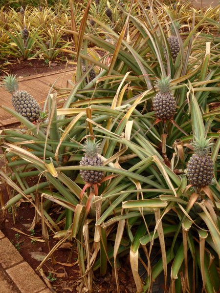 Itty Bitty Pineapples!