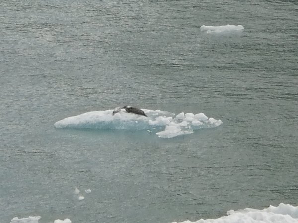 Seals Sunning