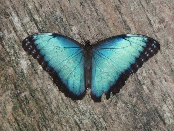 Blue Butterfly!