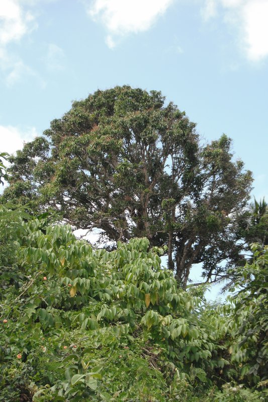 Mango Tree on the Hill