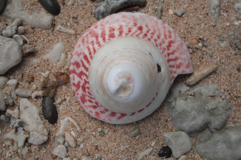 Seashell - Lavena Coastal Walk