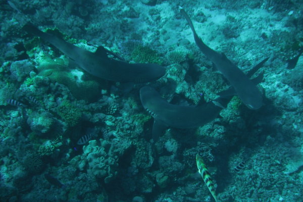 Group of Sharks