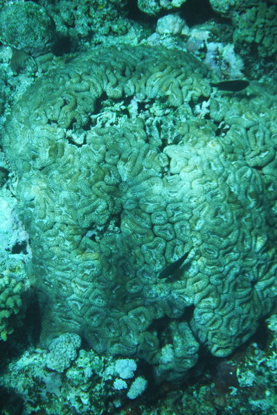 Huge Coral