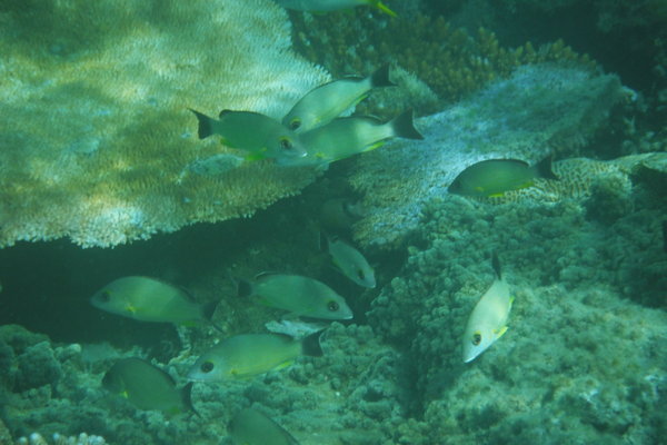Group of Fish