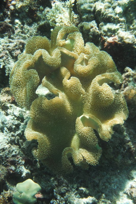 Cool Coral
