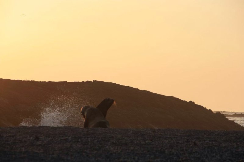 Sunset sea lion scrap