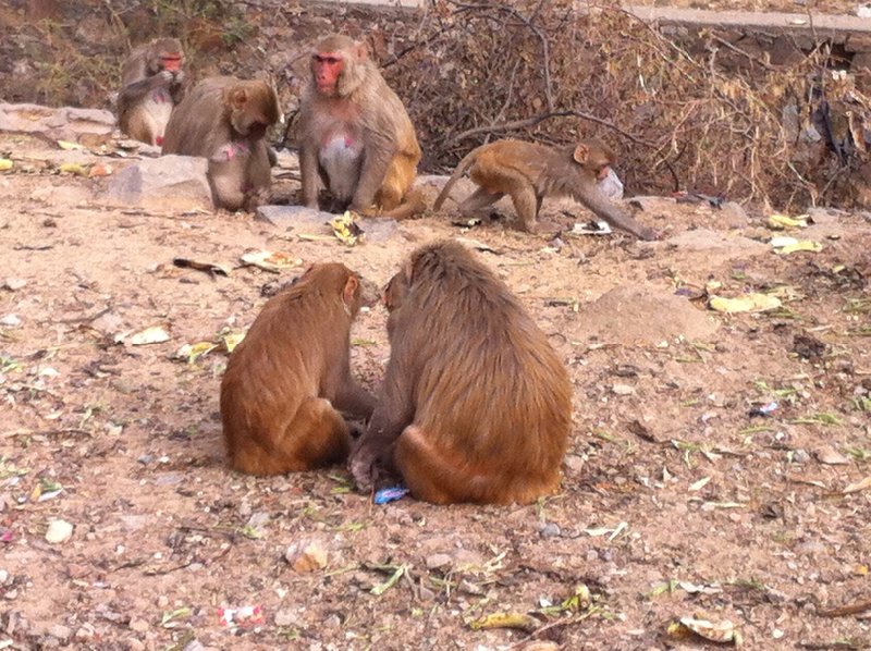 Roadside monkeys
