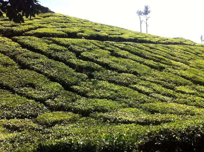 Tea plantation in the hills above Alleppy