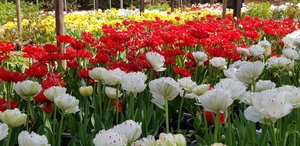 Tulip nursery