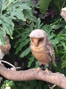 Owl at Vogel park