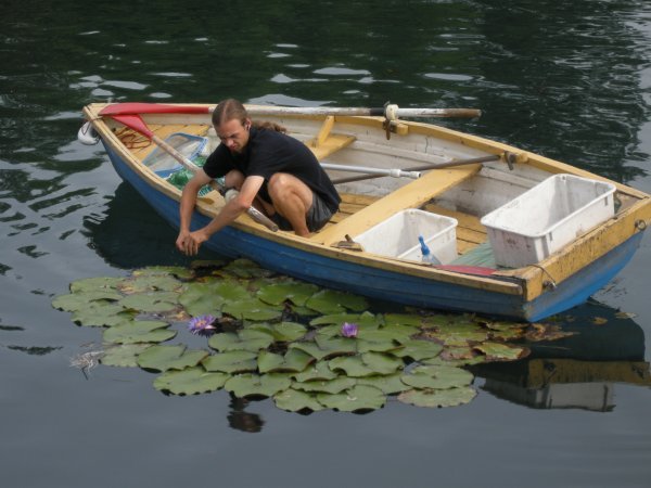cleaning the waterlilies!