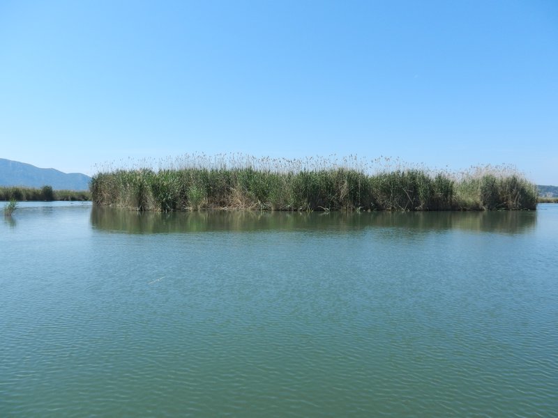 A reed island 