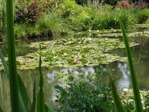 The water lily pond