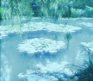 The water lily pond as Monet saw it!