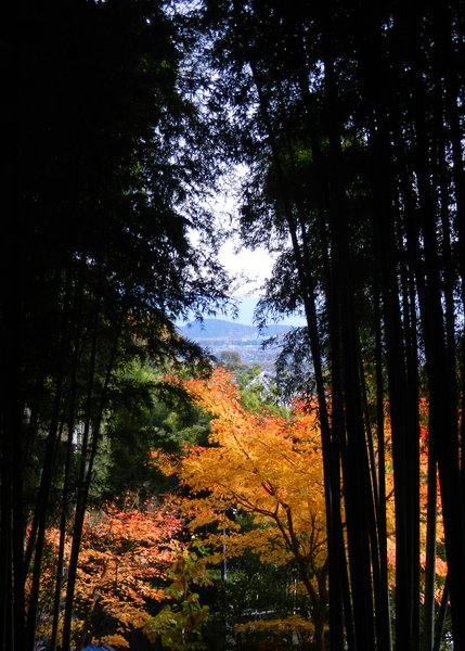 Bamboo grove Arishiyama