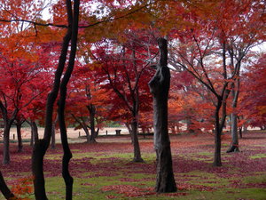 Autumn magic in Okayama