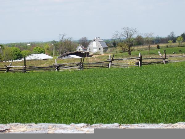 The bloody cornfield at Antietam