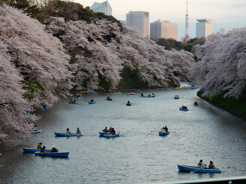 Boating and blossoms
