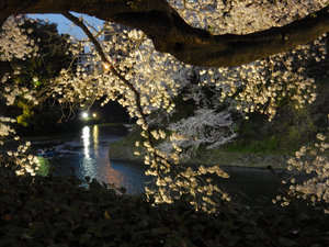 Chidorigafuchi Moat during spring light up