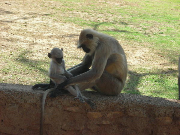 Monkey and baby in Chittorgarh
