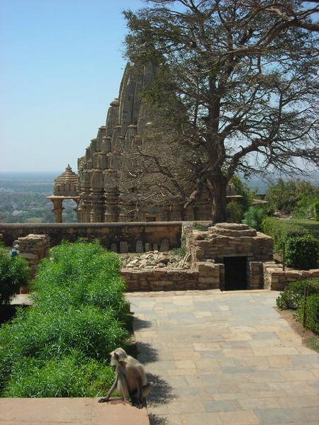 Monkey and Temple, Chittorgarh