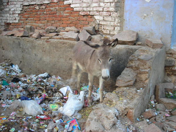 Little donkey in the rubbish