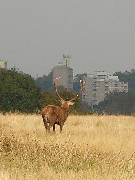 Deer, Richmond Park border
