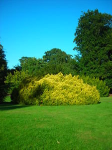 Yellow shrub Kew Gardens