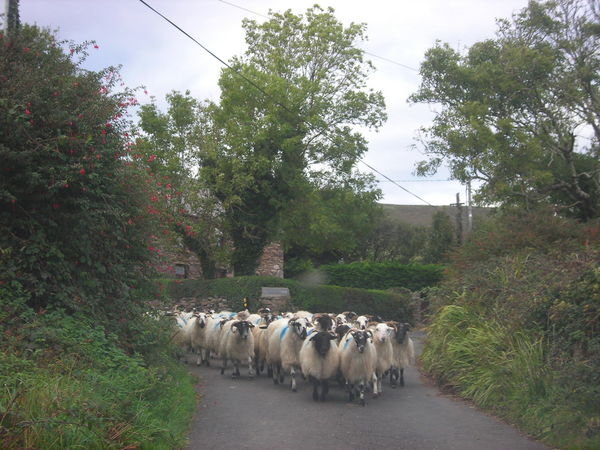 An invasion of Strange sheep in Dingle