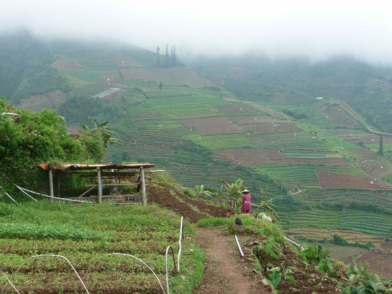 terracing and farmers