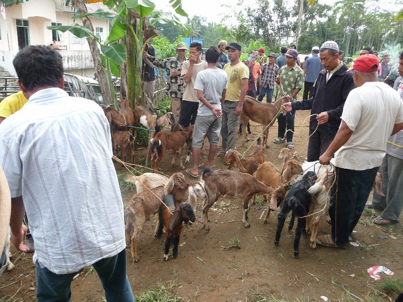 goat market