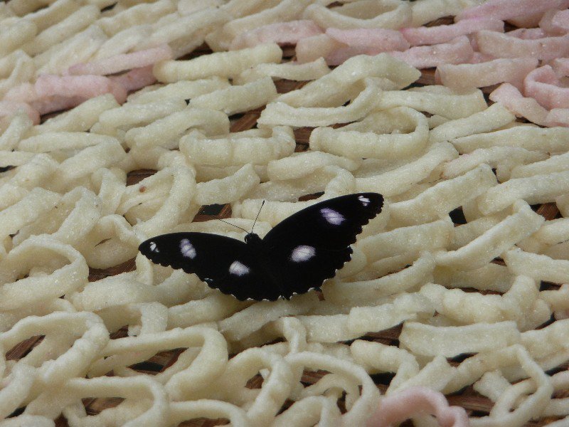 butterfly on the drying snacks
