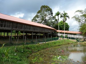 Sabah Tea Plantation Long House