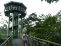 canopy walkway at Rainforest Discovery Centre
