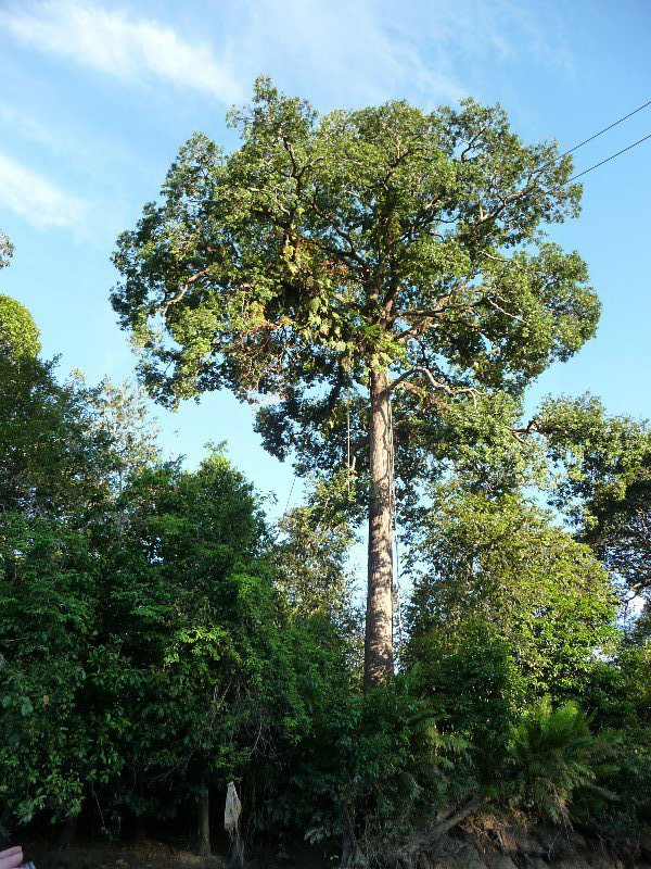 Jungle tree