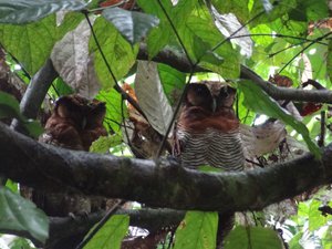 Two Brown Owls