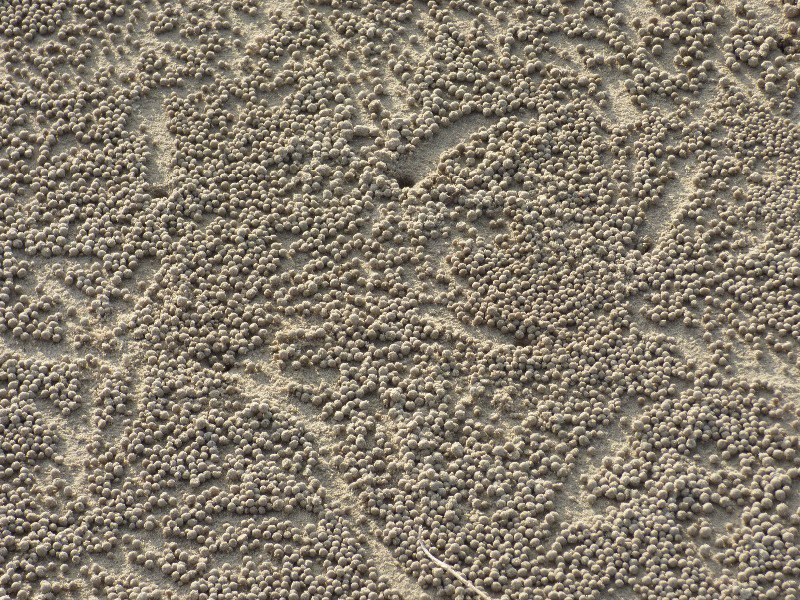 sand balls made by the crabs on the beach at Miri