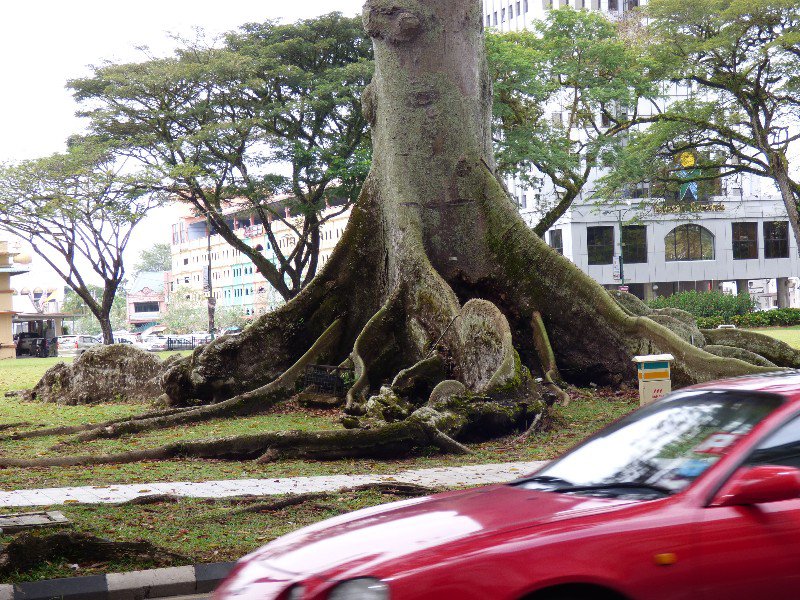 one large root system