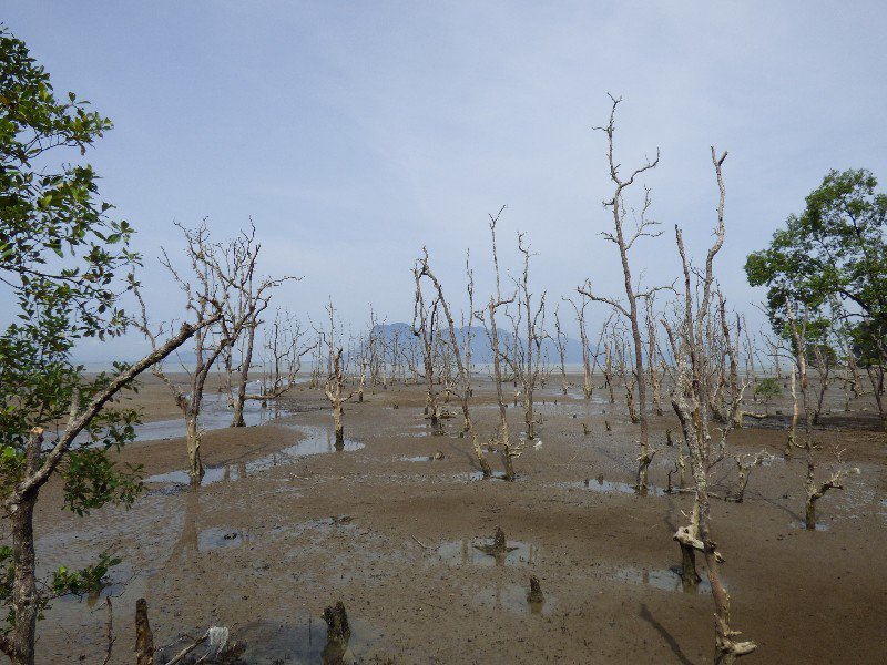 mangrove area at Bako