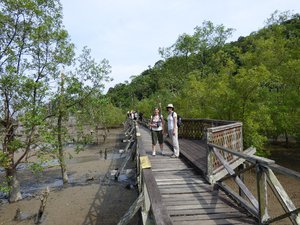 mangrove at Bako