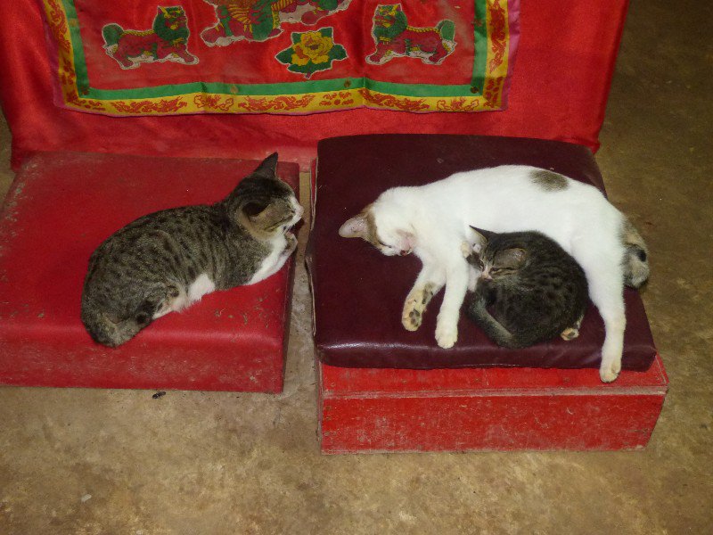 some cats putting the alter kneeling cushions in the Chinese house to good use whilst it rains