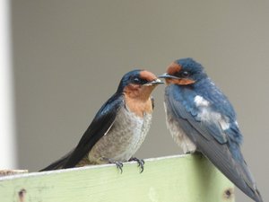 House Swallows
