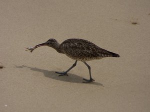 Far Eastern Curlew or a Whimbrel